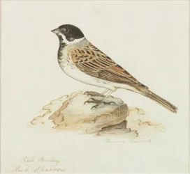 The Reed Sparrow